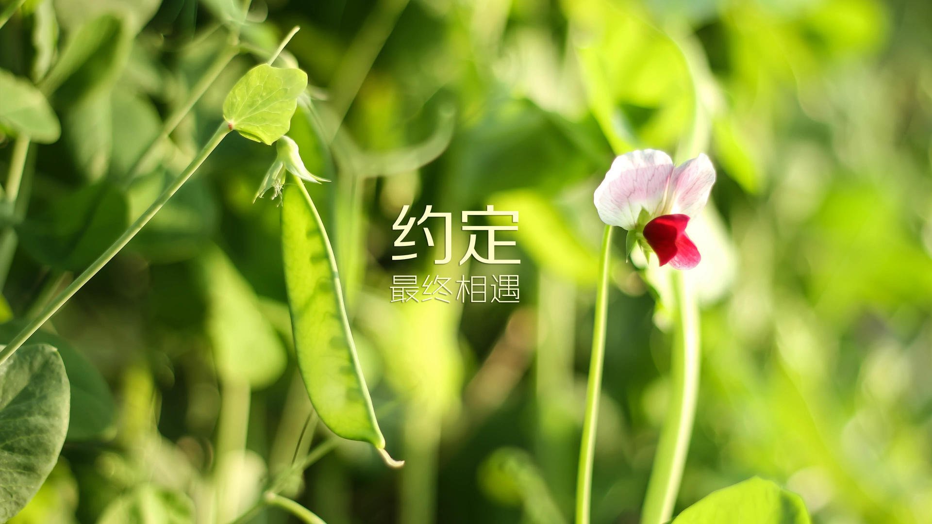 下载乐鱼体育APP-在对阵雄鹿的比赛中，库里展现“神射手”本色，四节投中9个三分，砍下44分！
