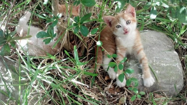 陈佳50米蝶泳半程领先奠定胜局,50米蝶泳成绩